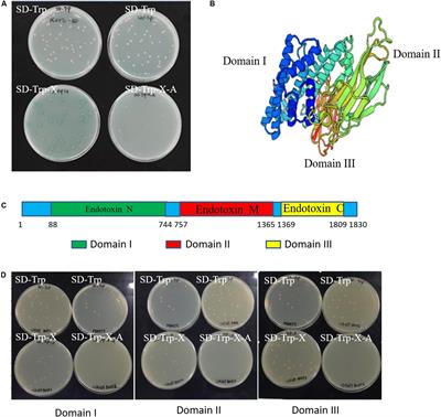 Exogenous Cry1Ab/c Protein Recruits Different Endogenous Proteins for Its Function in Plant Growth and Development